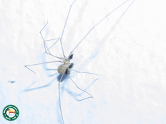 Micropholcus fauroti