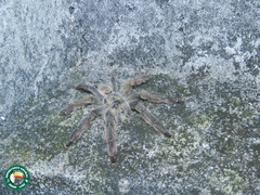 Tapinauchenius