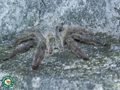 Tapinauchenius