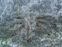 Tapinauchenius