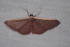 Idaea inversata