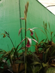 Phaius