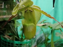 Phragmipedium
