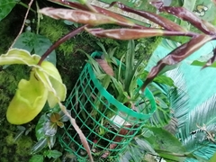 Phragmipedium