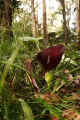 Typhonium brownii