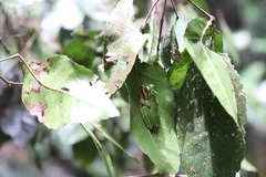 Ranoidea pearsoniana