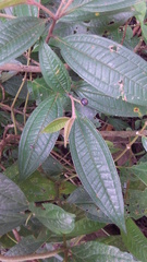 Miconia ibaguensis