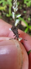 Meropachyinae