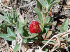 Contarinia zauschneriae