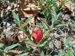 Contarinia zauschneriae