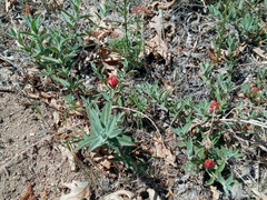 Contarinia zauschneriae