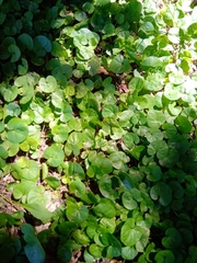 Dichondra microcalyx