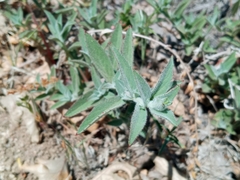 Contarinia zauschneriae