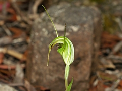 Pterostylis decurva