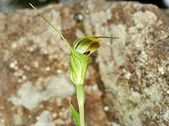 Pterostylis decurva