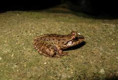 Thoropa miliaris