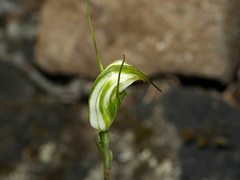 Pterostylis decurva