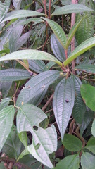 Miconia ibaguensis