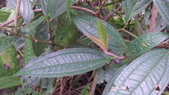 Miconia ibaguensis