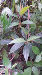 Miconia ibaguensis