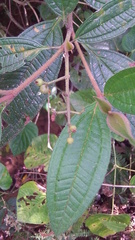 Miconia ibaguensis