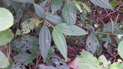 Miconia ibaguensis