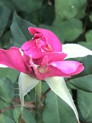 Rosa