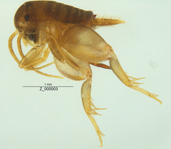 Myrmecophilidae