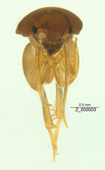 Myrmecophilidae