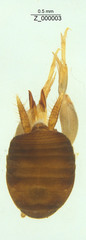 Myrmecophilidae