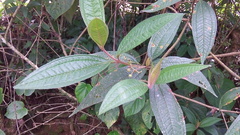 Miconia ibaguensis