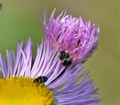 Anthrenus isabellinus