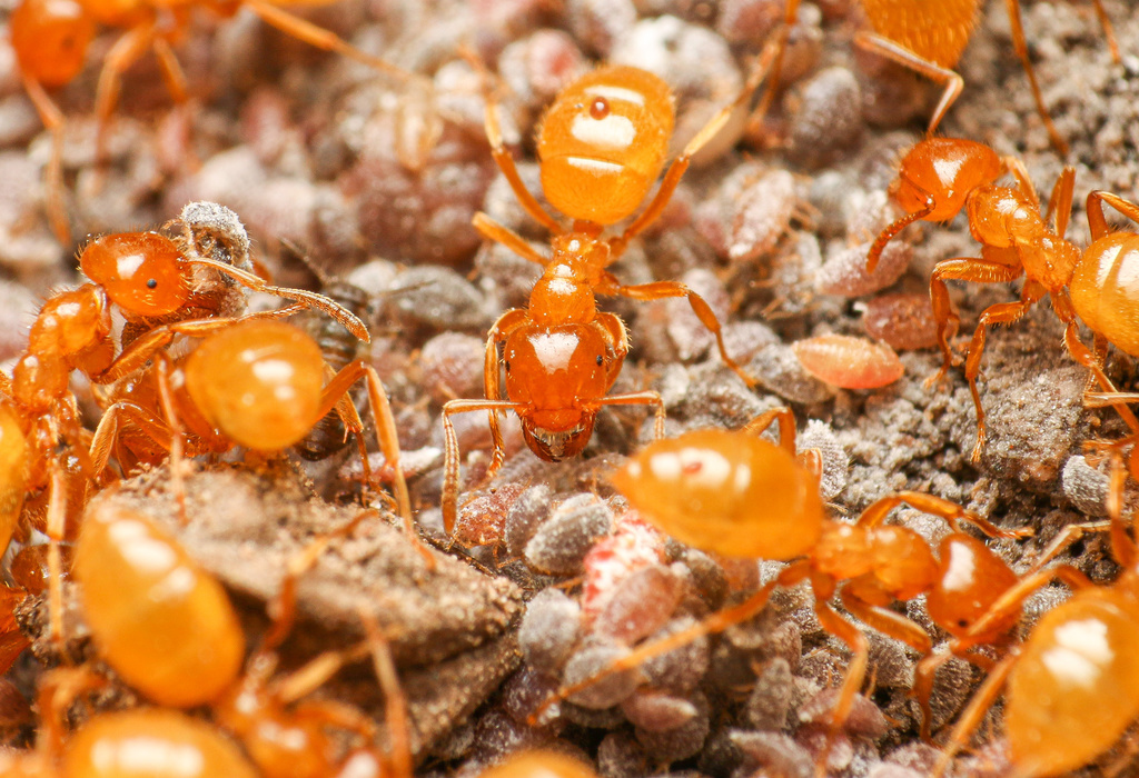 Citronella Ants (Subgenus Acanthomyops) · iNaturalist