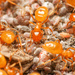 Citronella Ants - Photo (c) Mason S., some rights reserved (CC BY-NC), uploaded by Mason S.