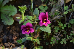 Diplacus kelloggii