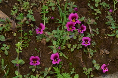 Diplacus kelloggii