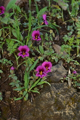 Diplacus kelloggii