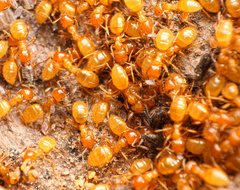 Lasius latipes