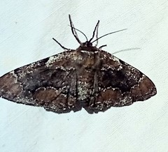 Phaeoura mexicanaria