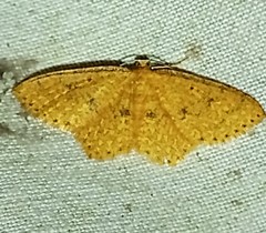 Periclina apricaria