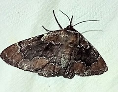 Phaeoura mexicanaria