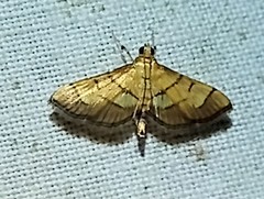Orphanostigma haemorrhoidalis