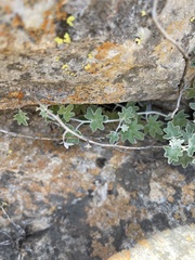 Senecio hederiformis
