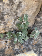 Senecio hederiformis