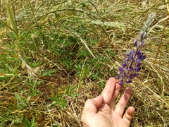 Lupinus formosus