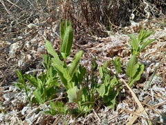 Acourtia microcephala