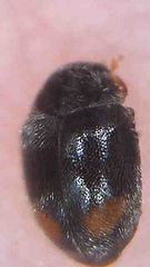 Nephus binaevatus