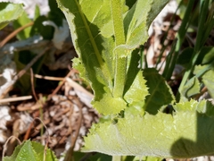 Acourtia microcephala