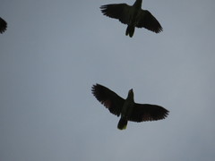 Amazona autumnalis autumnalis