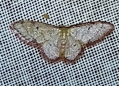 Idaea pervertipennis